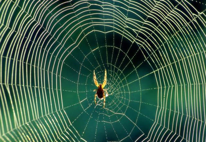 Espaço Infantojuvenil – A teia de aranha na porta….